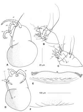 Image of Neharpyrhynchus mironovi Bochkov & Literak