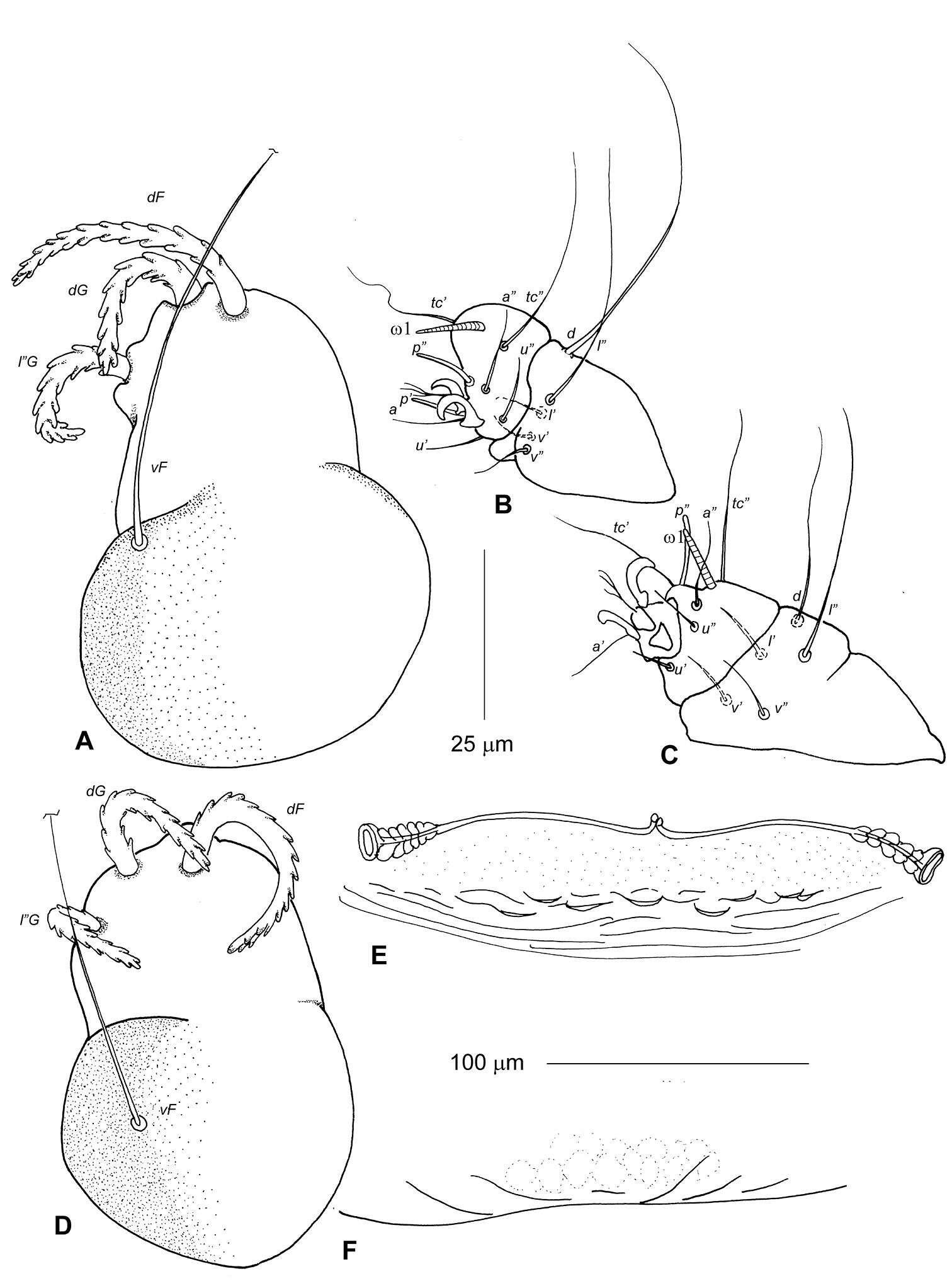 Image of Neharpyrhynchus mironovi Bochkov & Literak