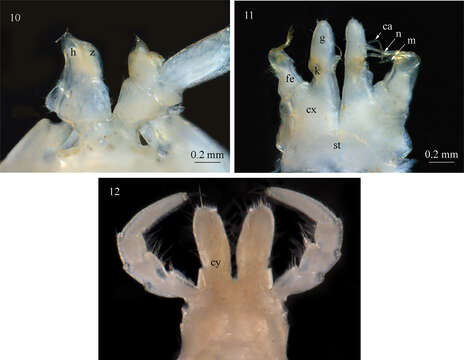 Image of Sinocallipus deharvengi Stoev & Enghoff 2011