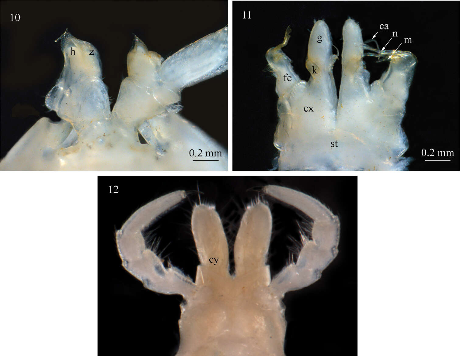 Image de Sinocallipus deharvengi Stoev & Enghoff 2011