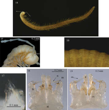 Image of Sinocallipus jaegeri Stoev & Enghoff 2011