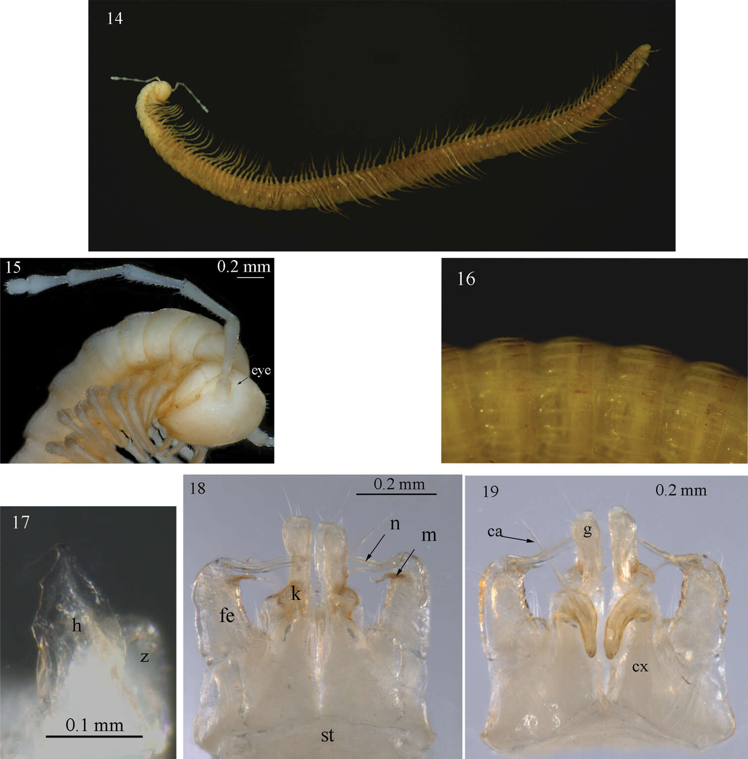 Image de Sinocallipus jaegeri Stoev & Enghoff 2011