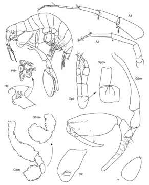 Image of Anamixis Stebbing 1897