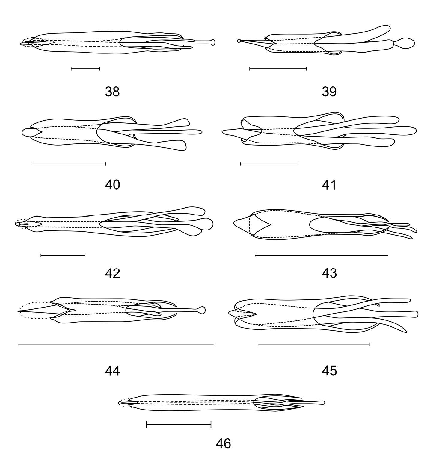 Image of Pseudoastigmus Eberle