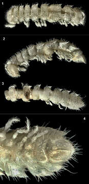 Слика од Macrosternodesmidae