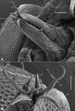 Sivun Asphalidesmus carbinensis Mesibov 2011 kuva