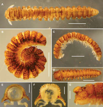 Sivun Asphalidesmus dorrigensis Mesibov 2011 kuva