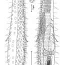 Plancia ëd Tetranchyroderma rhopalotum Hummon 2011