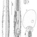 Image of Tetranchyroderma sinaiensis Hummon 2011