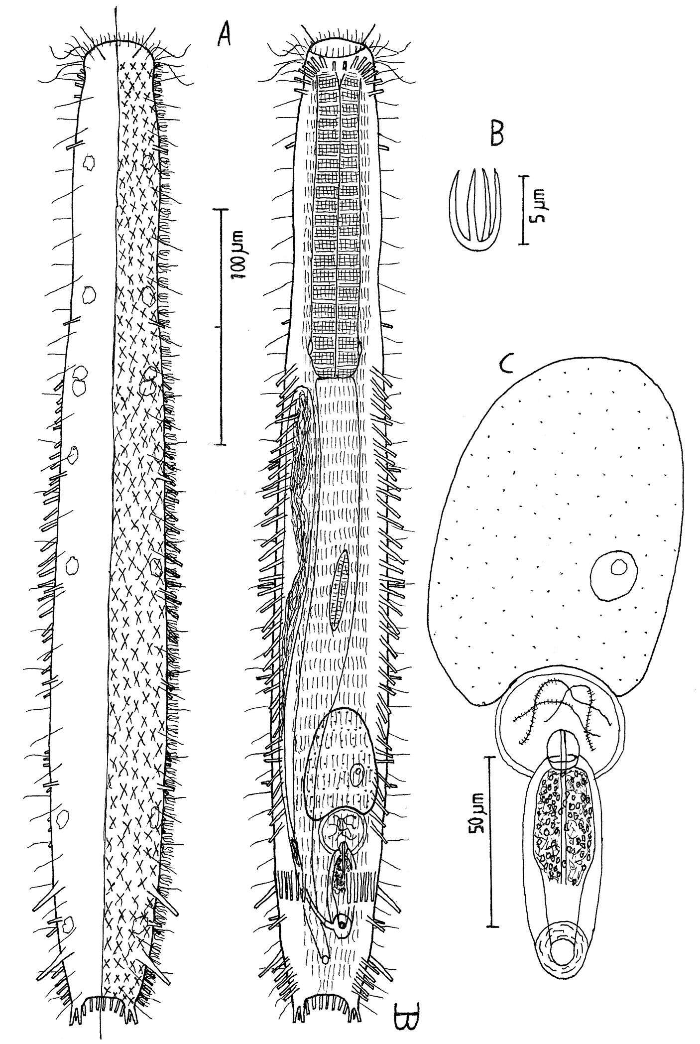 Image of Thaumastodermatidae