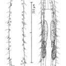 Image of Turbanella erythrothalassia Hummon 2011