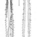 Слика од Cephalodasys dolichosomus Hummon 2011