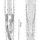 Image of Macrodasys imbricatus Hummon 2011