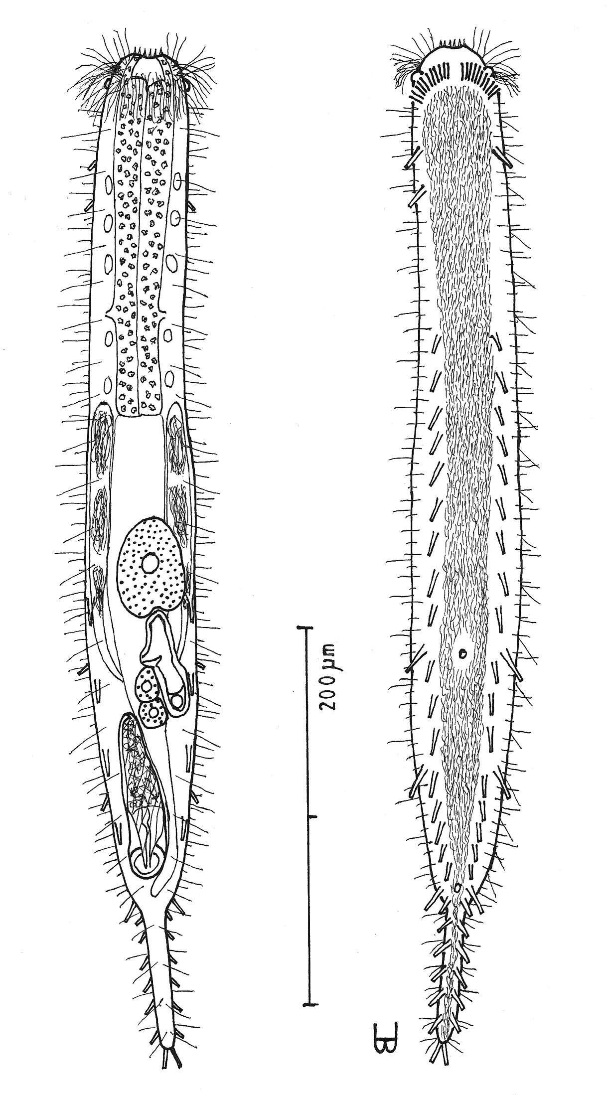 Image of Macrodasyidae