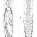 Image of Macrodasys nigrocellus Hummon 2011