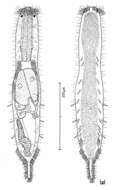 Image of Macrodasys nigrocellus Hummon 2011