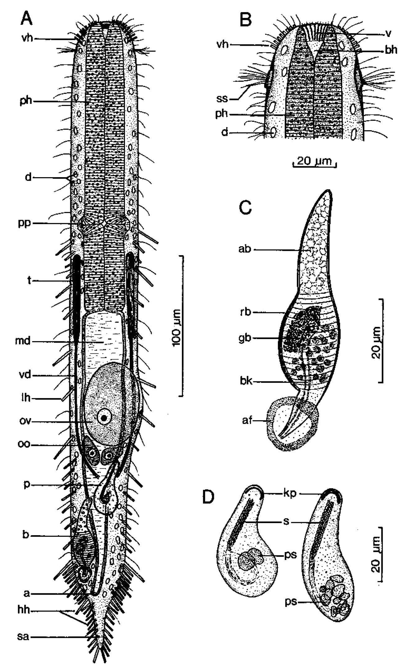 Plancia ëd Macrodasys scleracrus Hummon 2011