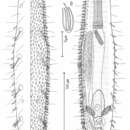 Plancia ëd Tetranchyroderma corallium Hummon 2011