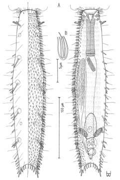 Image of Tetranchyroderma corallium Hummon 2011