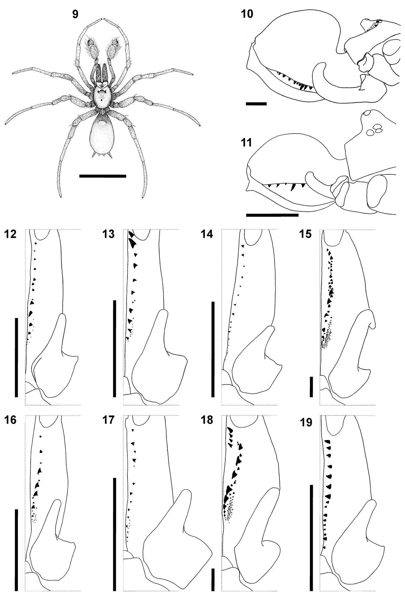 Calommata resmi