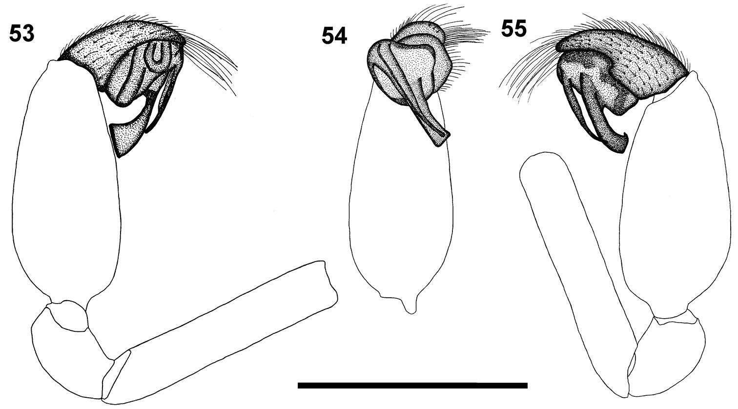 Image of Calommata