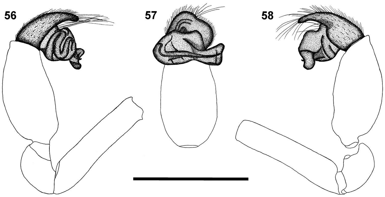 Image of Calommata