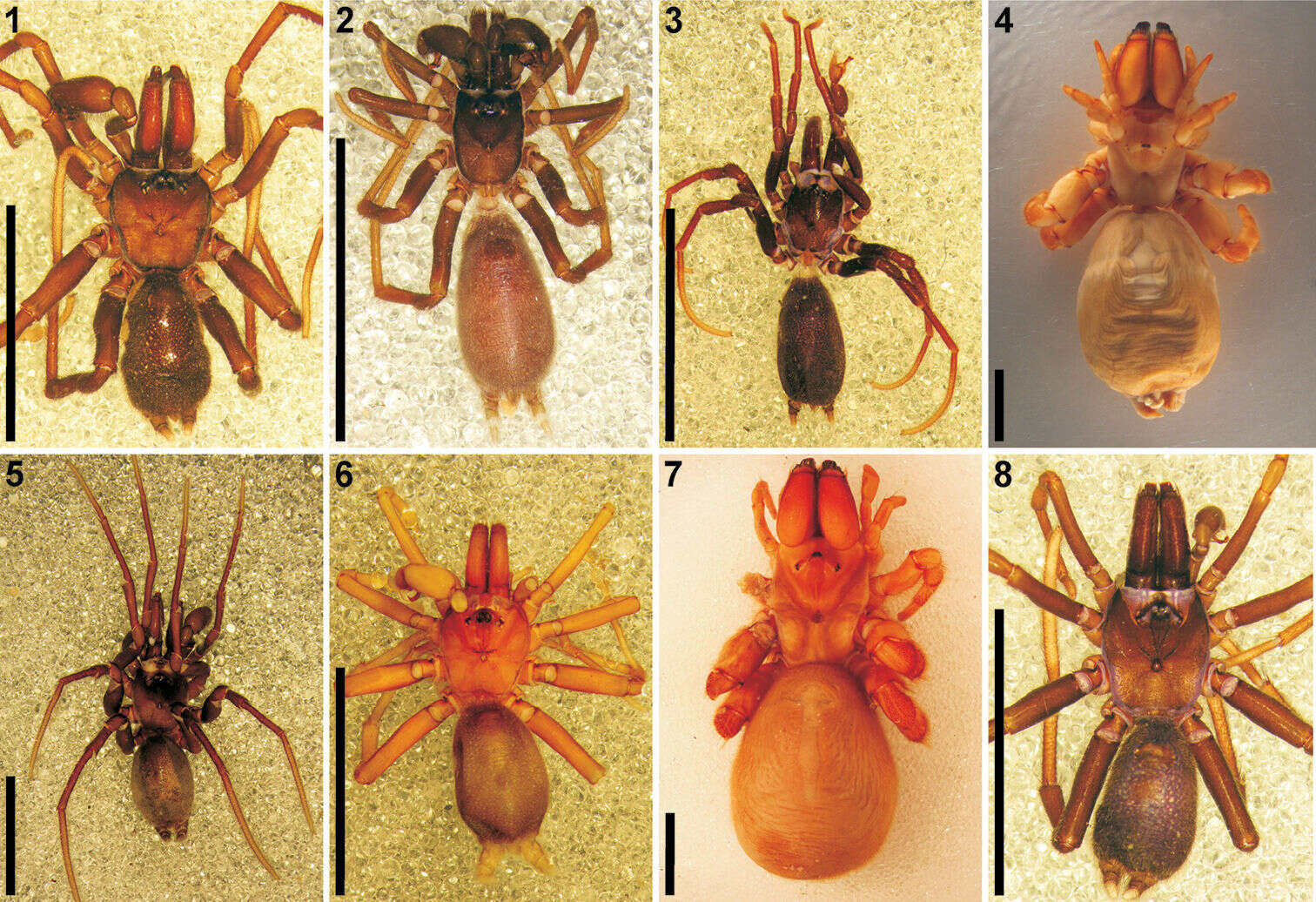 Image of Calommata namibica Fourie, Haddad & Jocqué 2011