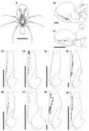 Image of Calommata namibica Fourie, Haddad & Jocqué 2011