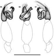 Image of Calommata namibica Fourie, Haddad & Jocqué 2011