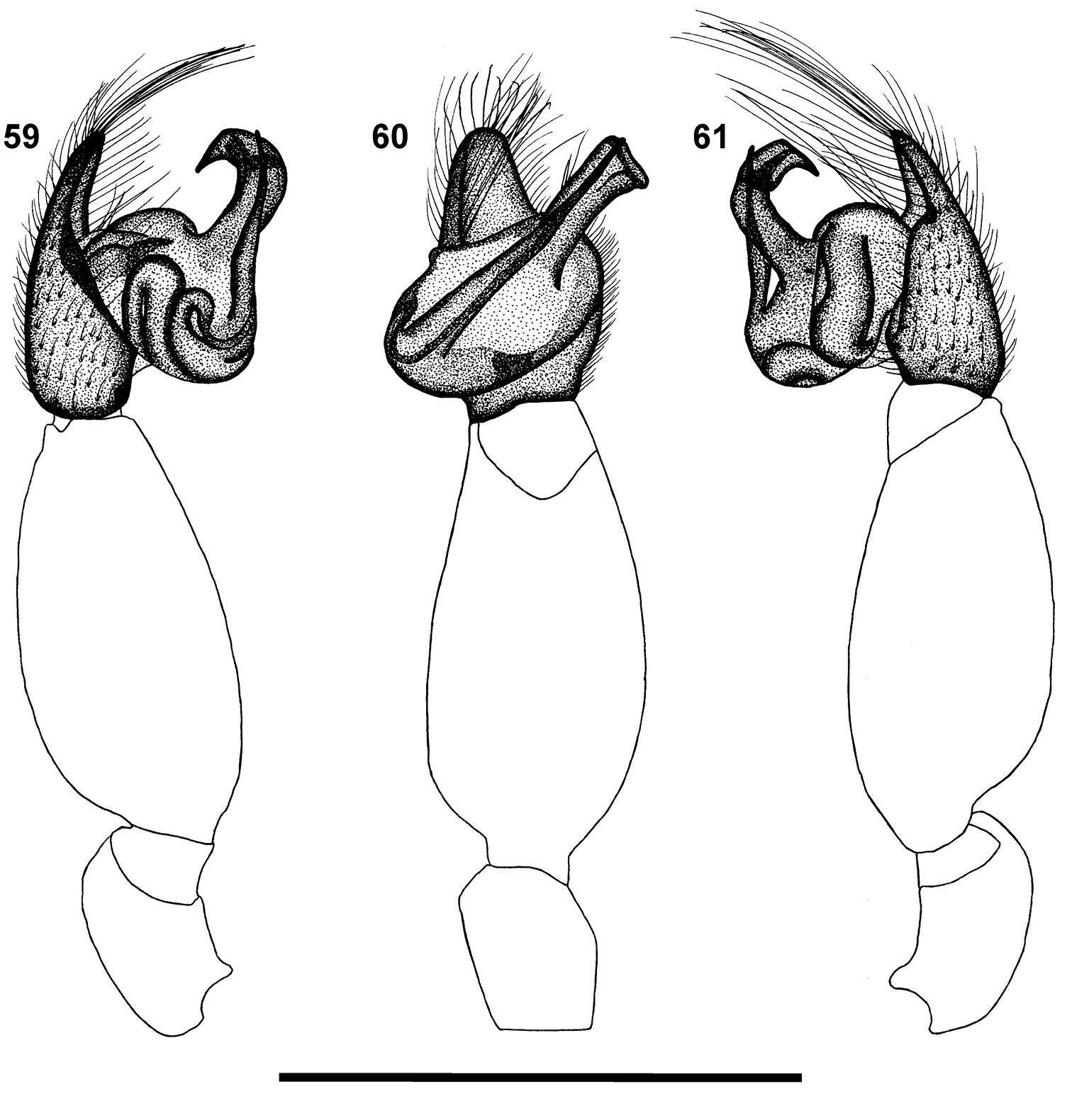 Calommata namibica Fourie, Haddad & Jocqué 2011 resmi