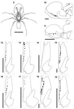 Calommata tibialis Fourie, Haddad & Jocqué 2011 resmi