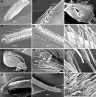 Calommata tibialis Fourie, Haddad & Jocqué 2011 resmi