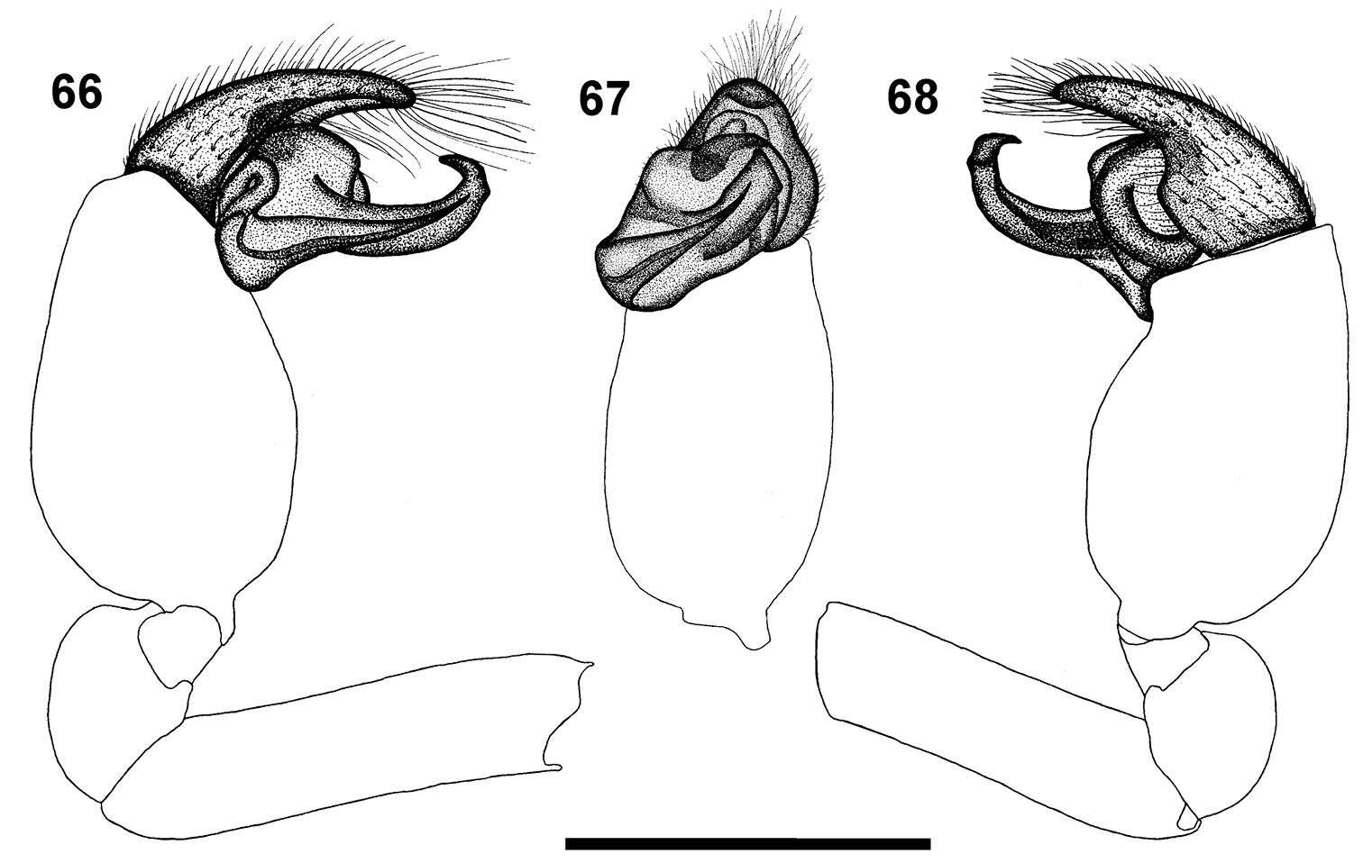 Calommata tibialis Fourie, Haddad & Jocqué 2011 resmi