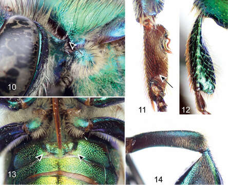 Image of Euglossa (Dasystilbe) obrima Hinojosa-Diaz, Melo & Engel