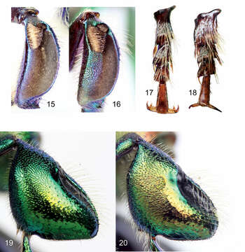 Image of Euglossa (Dasystilbe) obrima Hinojosa-Diaz, Melo & Engel