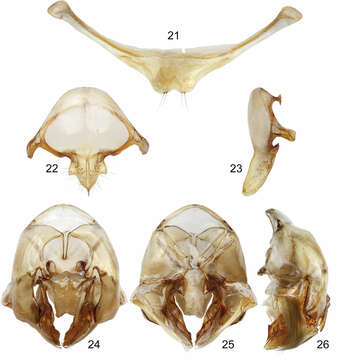 Image of Euglossa (Dasystilbe) obrima Hinojosa-Diaz, Melo & Engel