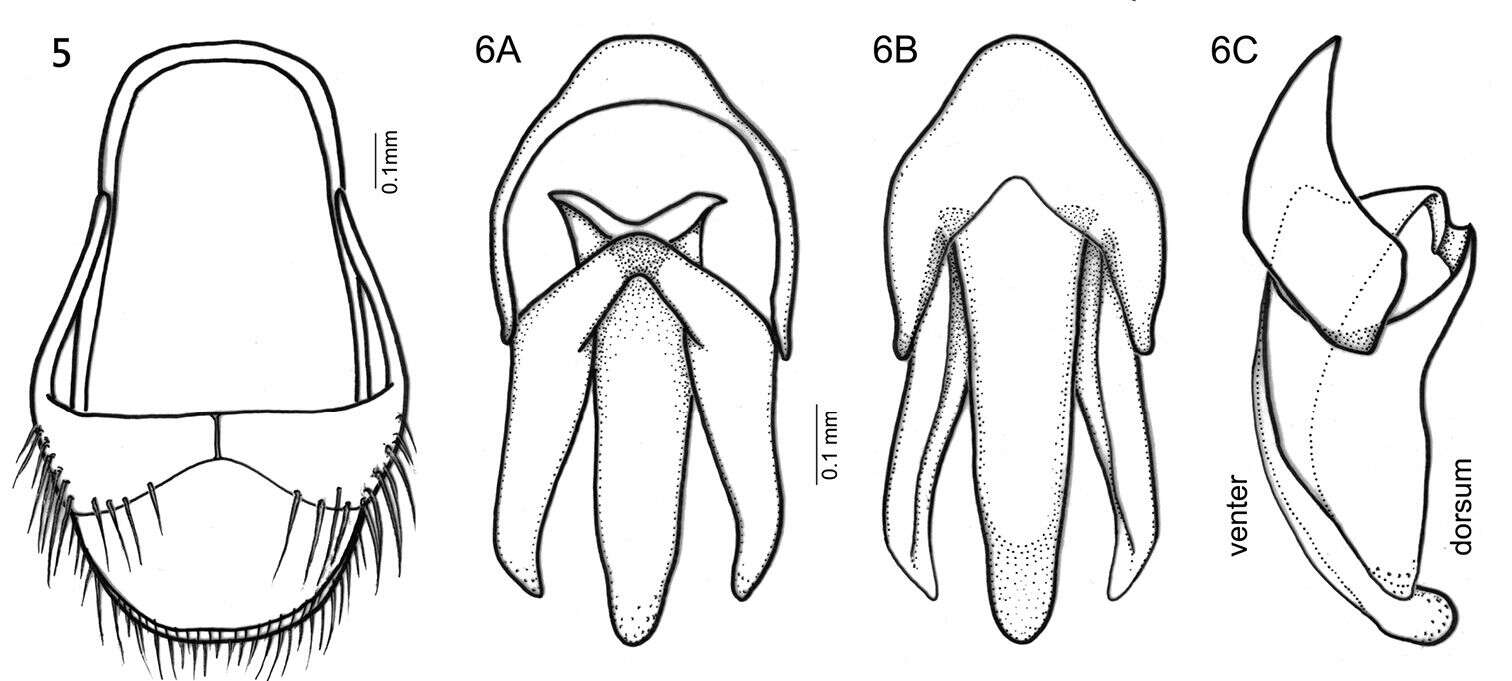 Oculogryphus resmi