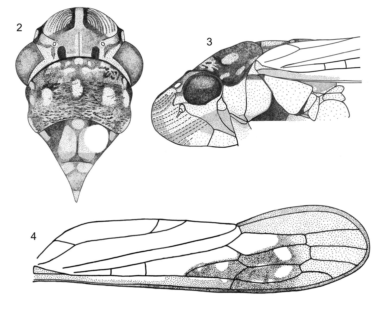 Image of Egidemia