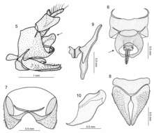 Image of Egidemia