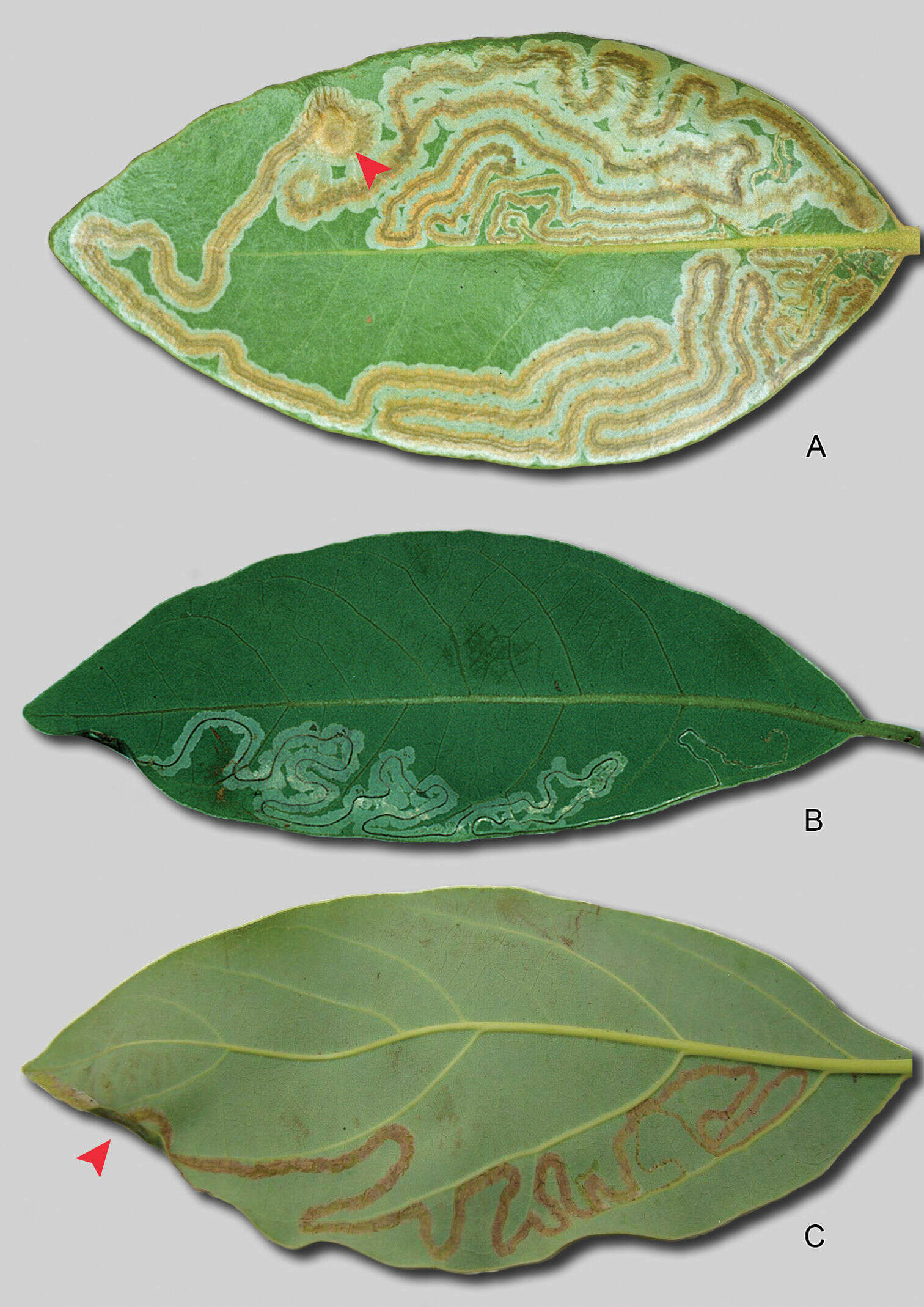 Imagem de Phyllocnistis hyperpersea Davis & Wagner