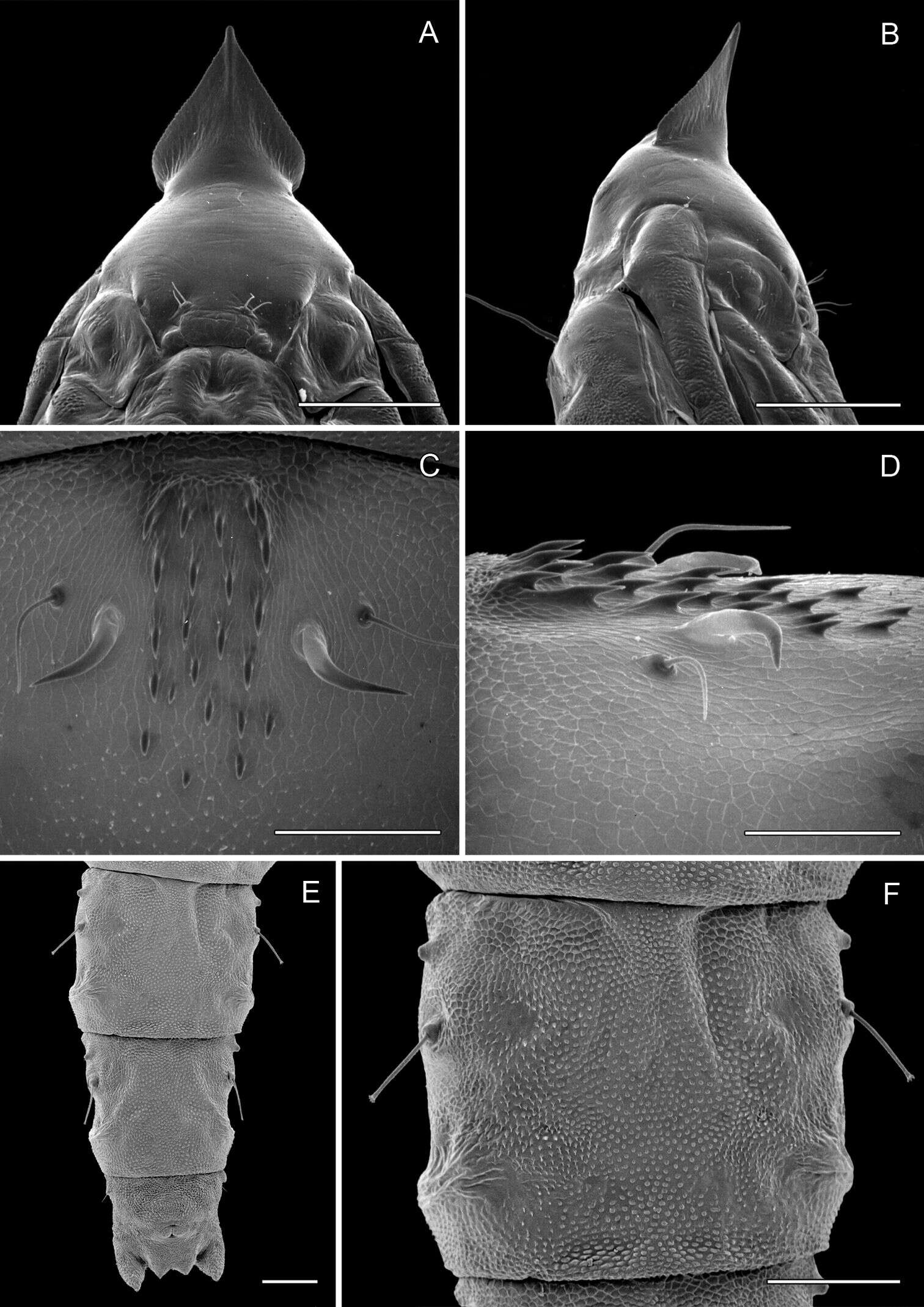 Imagem de Phyllocnistis hyperpersea Davis & Wagner