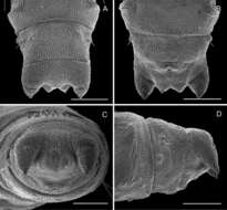 Imagem de Phyllocnistis hyperpersea Davis & Wagner