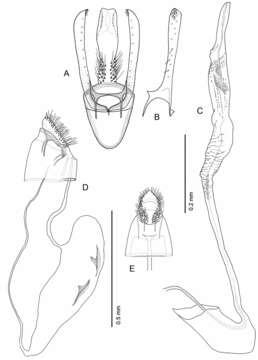 Imagem de Phyllocnistis hyperpersea Davis & Wagner