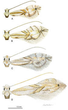 Image of Phyllocnistis subpersea Davis & Wagner