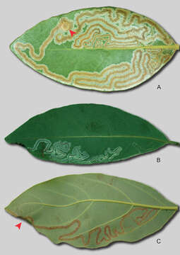 Image of Phyllocnistis subpersea Davis & Wagner