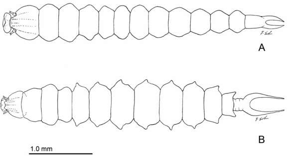 Image of Phyllocnistis subpersea Davis & Wagner