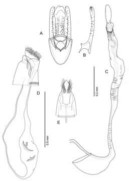 Image of Phyllocnistis subpersea Davis & Wagner