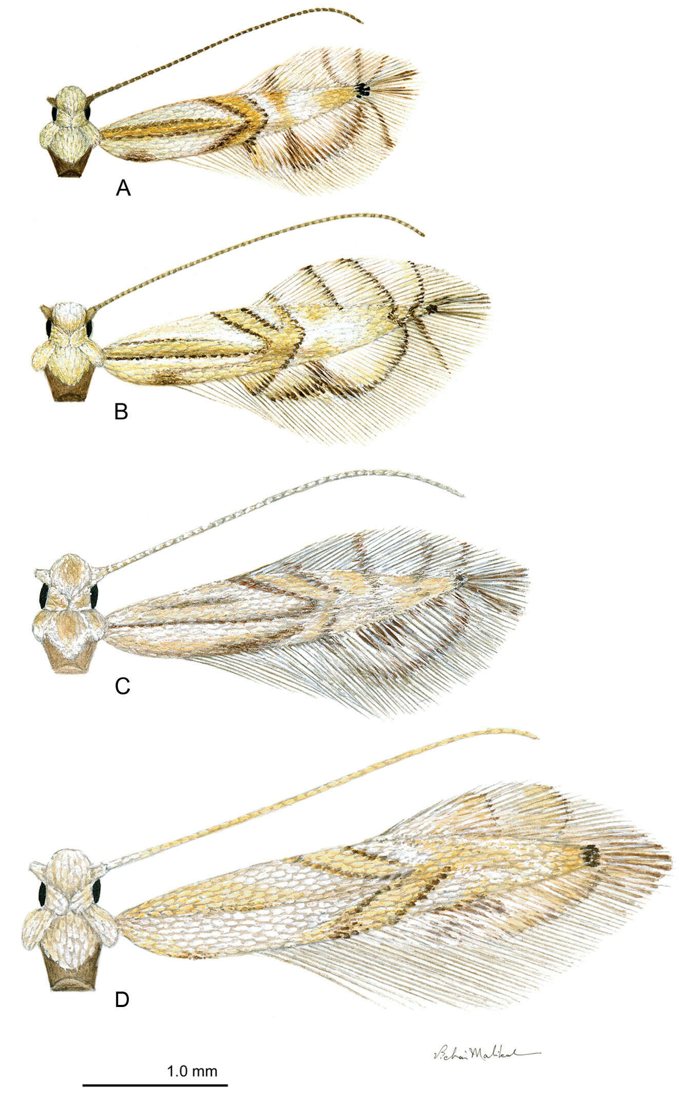 Imagem de Phyllocnistis longipalpa Davis & Wagner