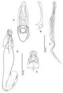 Слика од Phyllocnistis longipalpa Davis & Wagner