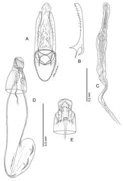 Слика од Phyllocnistis longipalpa Davis & Wagner
